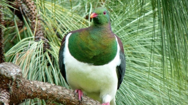 Kereru sitting on a branch with green vegetation in background.