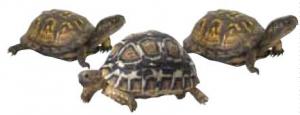 Three turtles.