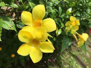 Yellow bell flower.